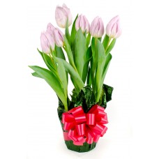 Tulips Bloom - as a gift